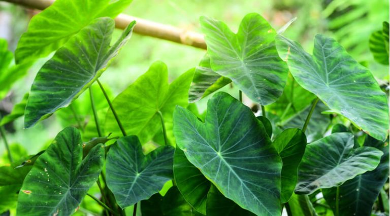 the-various-health-benefits-of-taro-leaves-vaya-news