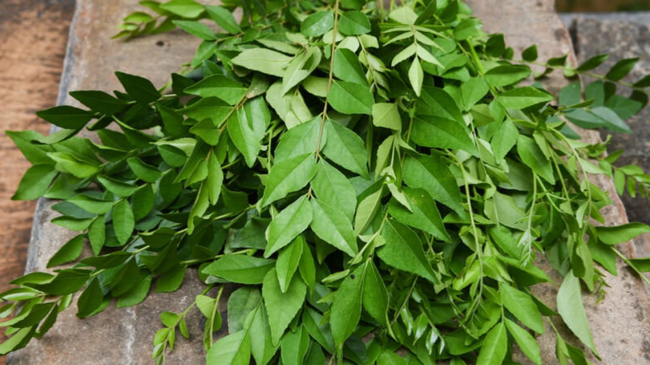 Consuming curry leaves during pregnancy: Here's what you should know | Vaya  News