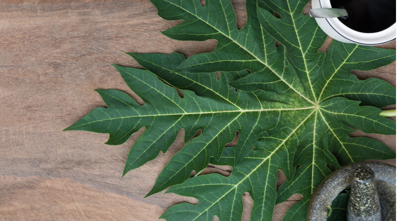 papaya leaves