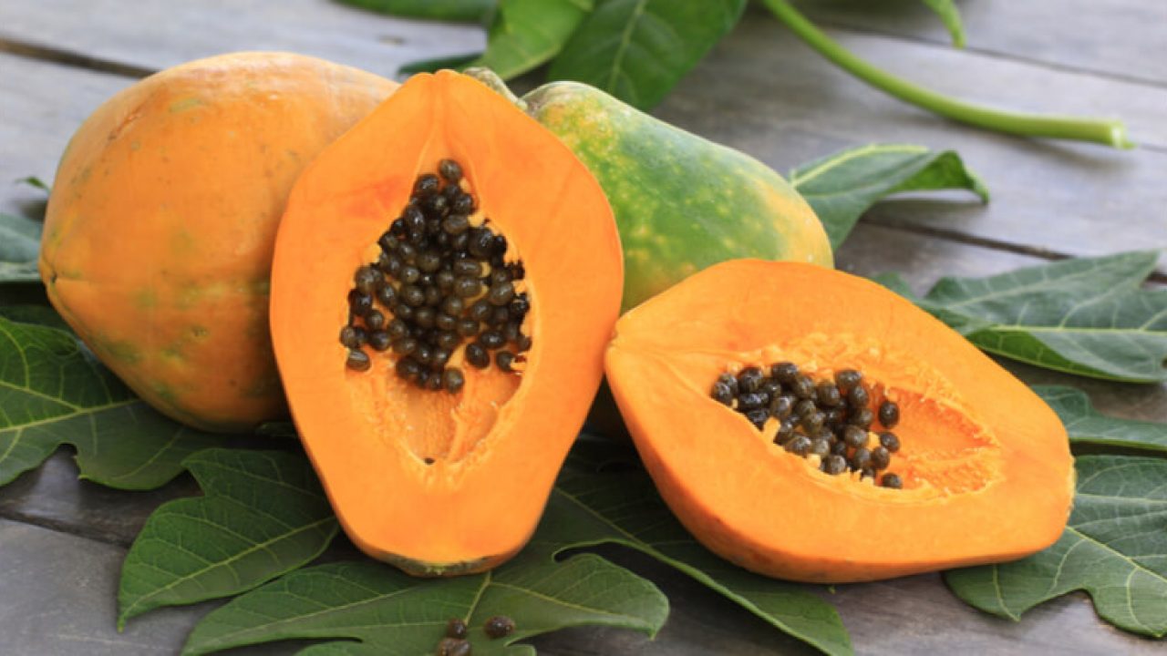 The First Trimester: From Conception To Deception - The Birds Papaya