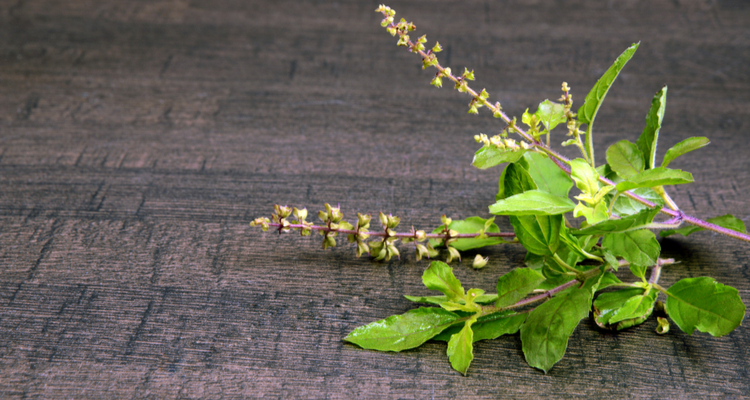 Tulsi