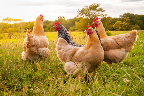 Tips for cooking Chicken