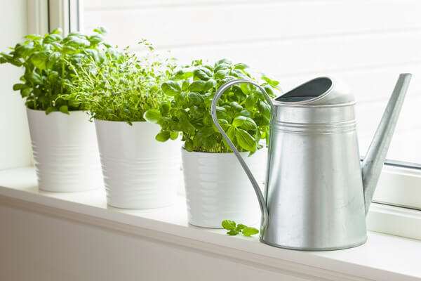 kitchen garden