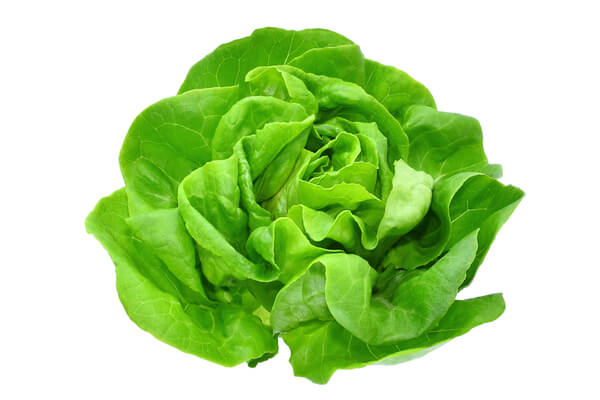 lettuce